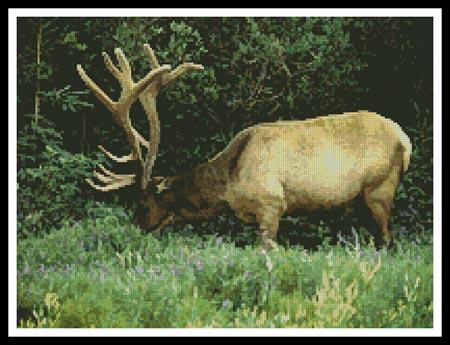 click here to view larger image of Elk (chart)