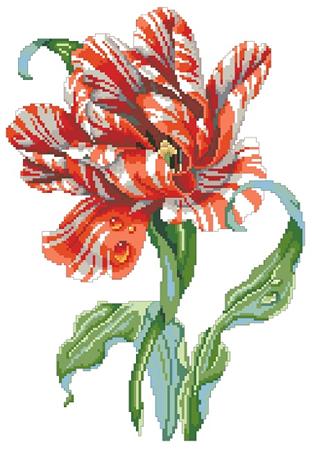 click here to view larger image of Striped Parrot Tulip (chart)