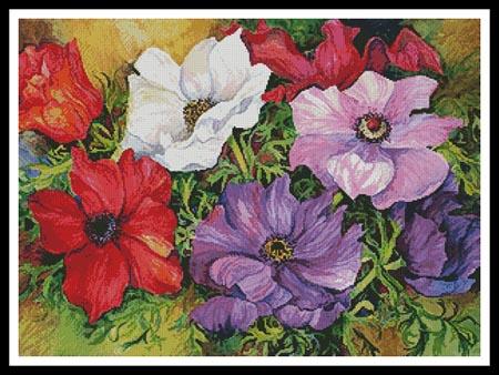 Colourful Anemonies  (Joanne Porter)