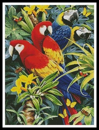 Tropical Macaws  (Howard Robinson)