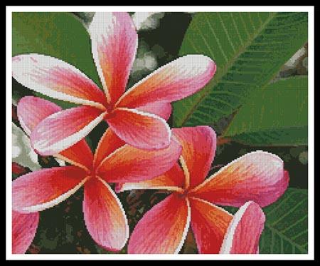 click here to view larger image of Pink Fragipanis (chart)