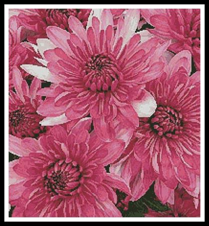 click here to view larger image of Pink Chrysanthemums (chart)