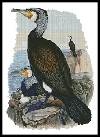 Cormorant  (John Gould)