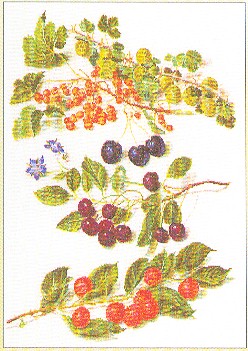 click here to view larger image of Sprigs Of Berries (counted cross stitch kit)