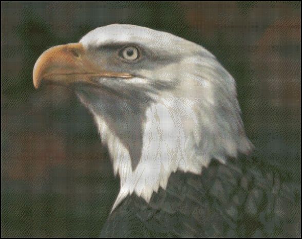 American Bald Eagle - Latham