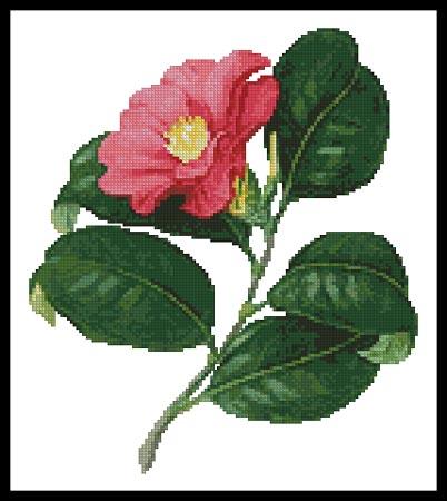click here to view larger image of Japanese Camellia (chart)