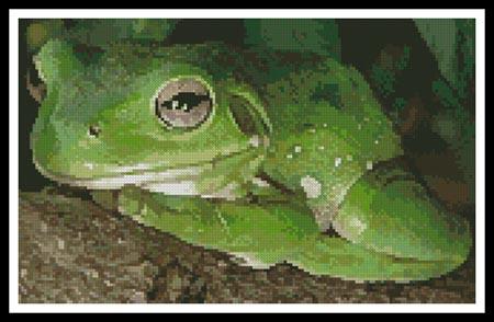 Green Tree Frog 2