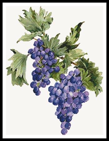 click here to view larger image of Concord Grapes (Joy Waldman) (chart)
