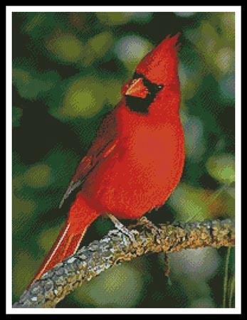 click here to view larger image of Cardinal Photo (chart)