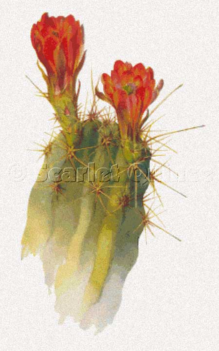Echinocereus Polyacanthus