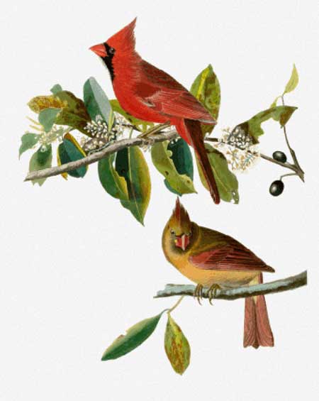 Cardinal Grosbeak - John James Audubon	