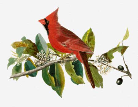 Cardinal Grosbeak (Male) - John James Audubon