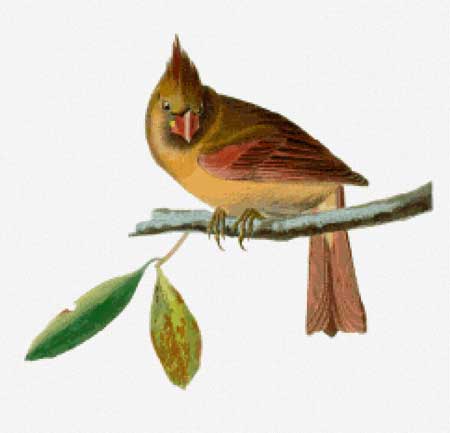 Cardinal Grosbeak (Female) - John James Audubon