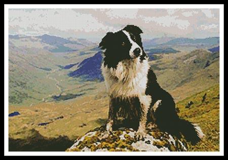 Border Collie in the Hills