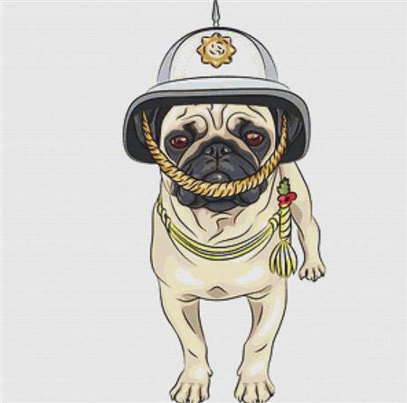 Admiral Pug