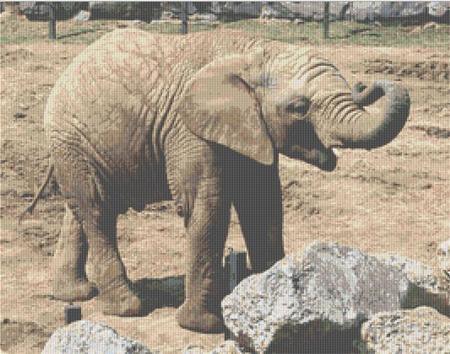 click here to view larger image of Juvenile Elephant (chart)