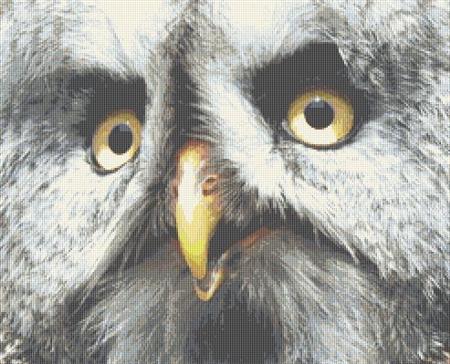 Grey Owl Face