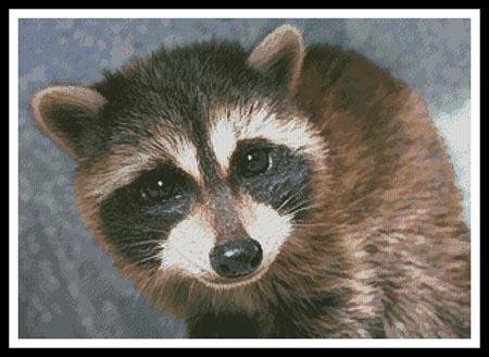 click here to view larger image of Cute Raccoon ( (chart)