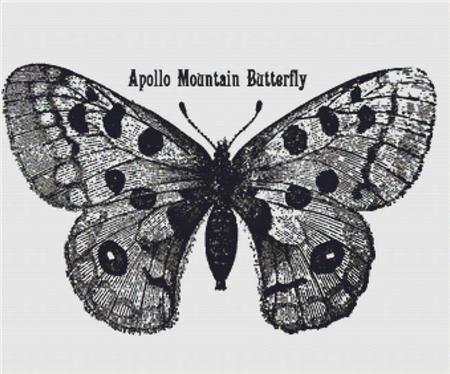 Apollo Mountain Butterfly