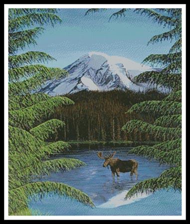 Moose Near Mt Rainier (Mike Bennett)