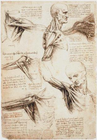 Anatomical Studies of the Shoulder