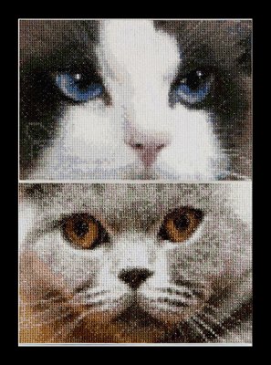 Cats - Smokey and Bleu - Aida