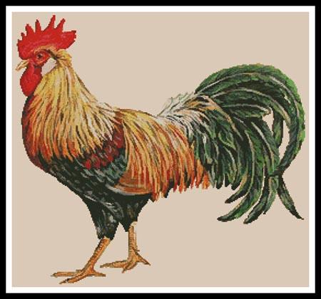 Rooster  (Jean Plout)