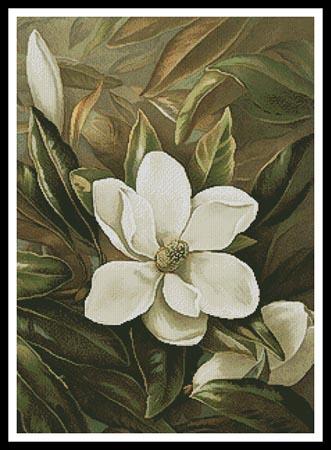Magnolia Grandiflora  (Alicia Laird)