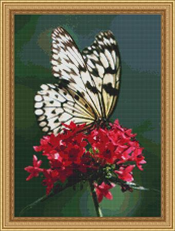 Butterfly Splendor