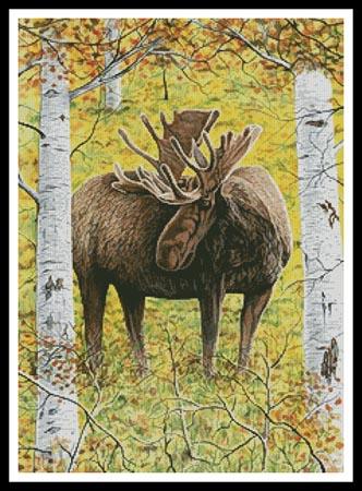 Moose in the Meadow  (Mike Bennett)