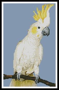 Mini Sulphur Crested Cockatoo