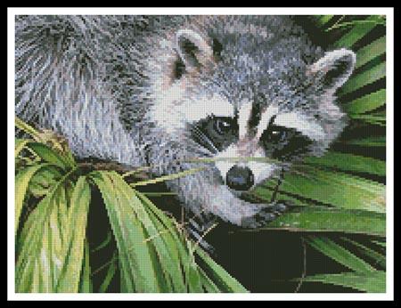 click here to view larger image of Raccoon (chart)