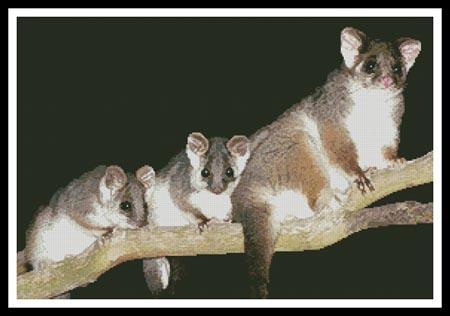 click here to view larger image of Common Ringtail Possums (chart)