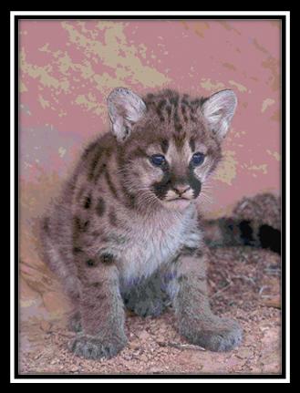 click here to view larger image of Mountain Lion Cub (chart)