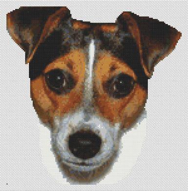 Tri-Color Jack Russell Terrier