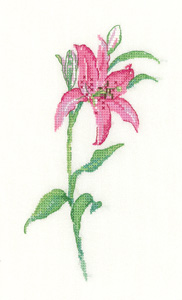 Pink Lily - Sue Hill Flowers (27ct)
