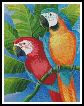 Parrots  (Johnny Karwan)