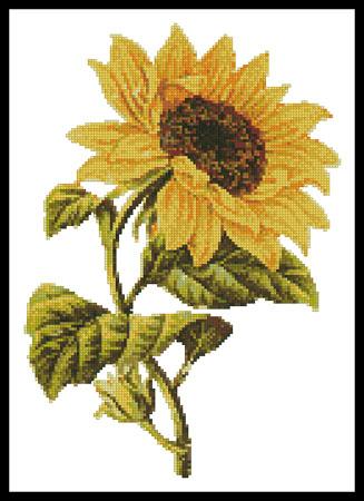 Golden Sunflower