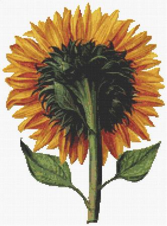 Sunflower Seen From the Back (Daniel Froesch)