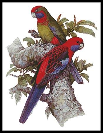 click here to view larger image of Crimson Rosellas  (W T Cooper) (chart)