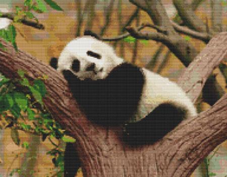 Napping Panda