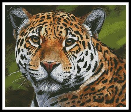Jaguar Portrait  (Jason Morgan)