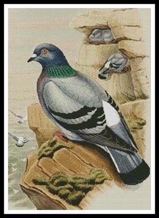 Pigeon  (John Gould)