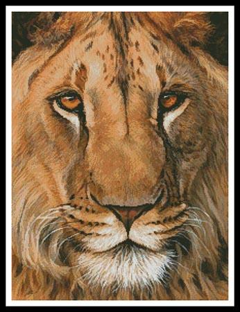 Lion Portrait  (Jason Morgan)