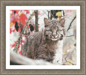 click here to view larger image of Bobcat Mischief (chart)