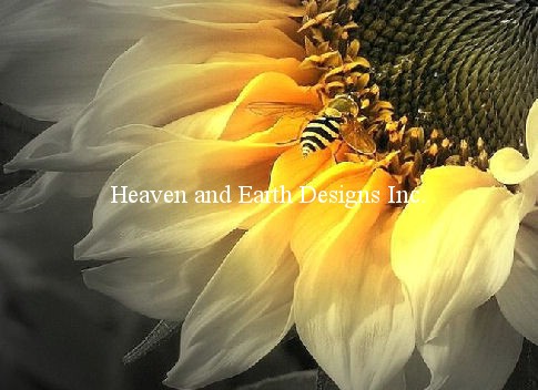 Supersized Sunflower Bee