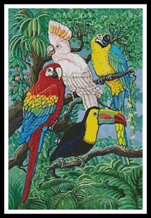 Tropical Birds  (Gail Gastfield)
