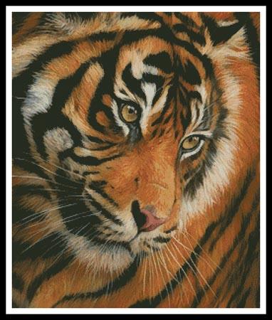 Tiger Face Portrait  (David Stribbling)