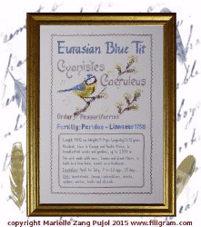 Eurasian Blue Tit - Ornithological Index Card
