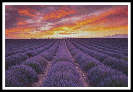 Field of Lavender At Sunrise
